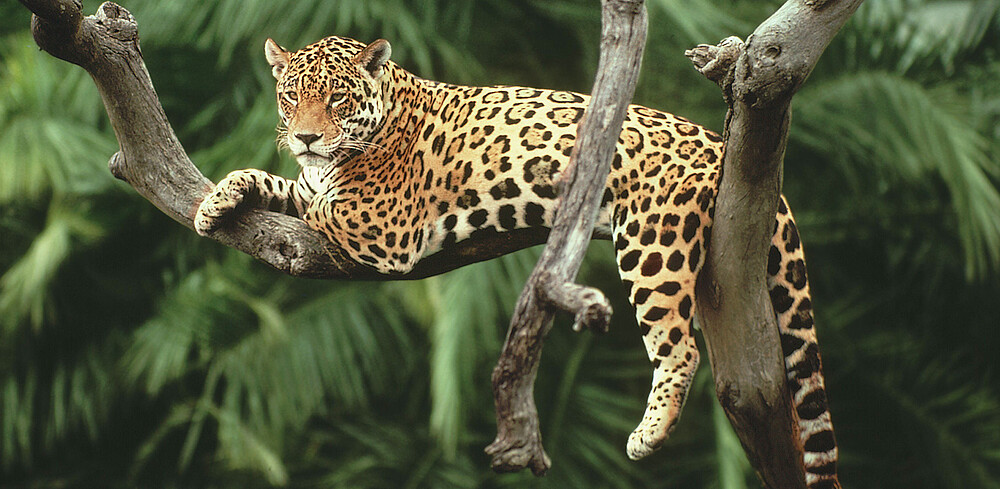 Los jaguares también quieren festejar